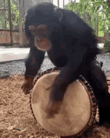 Monkey Drum Gif Monkey Drum Discover Share Gifs