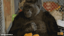 Koko Nods Gif Koko Nods Nod Discover Share Gifs