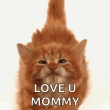 Mom Cat Gifs Tenor