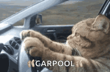 Cat Driving A Car Gifs Tenor