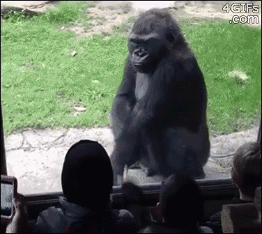 Boo Gif Gorilla Zoo Angry Discover Share Gifs
