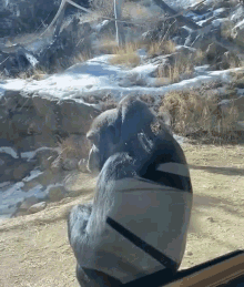 Gorilla Flipping Off Gifs Tenor