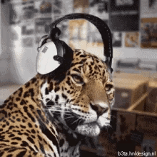 Funny Animals Gifs Tenor