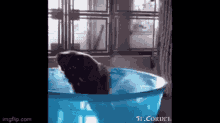 Swimming Ape Gifs Tenor