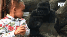 Gorilla Flipping Off Gifs Tenor