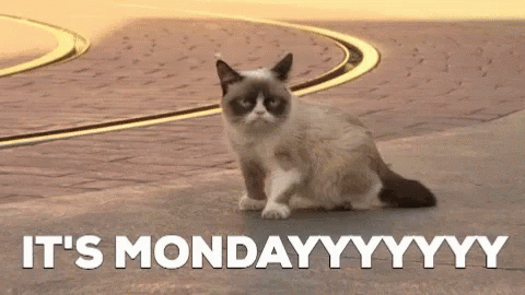 Monday Cat Gif Monday Cat Cheat On Discover Share Gifs