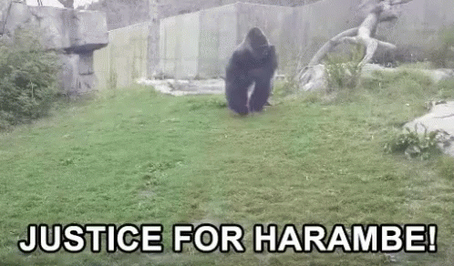 Harambe Gorilla Gif Harambe Gorilla Attack Discover Share Gifs