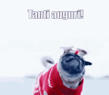 Marmot Time Gifs Tenor