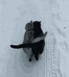 Cats Love Gifs Tenor