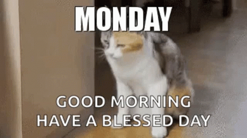 Monday Cat Gif Monday Cat Discover Share Gifs