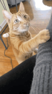 Ginger Cat Gifs Tenor