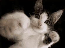 Funny Moving Wallpaper Gifs Tenor