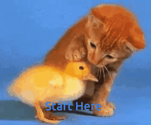 Baby Animals Gifs Tenor