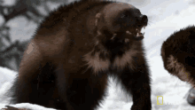 Wolverine Animal Gif Wolverine Animal Fight Discover Share Gifs