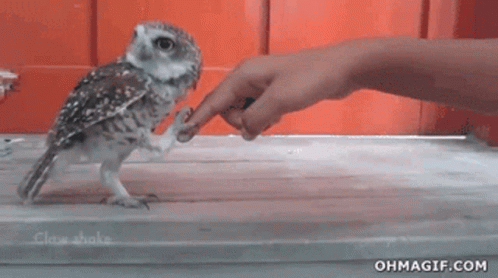 Owl Gif Owl Discover Share Gifs