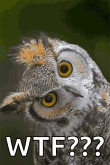 Owl Confused Gifs Tenor