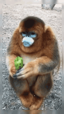 Monkey Gifs Tenor