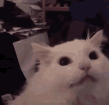 Gato Gifs Tenor