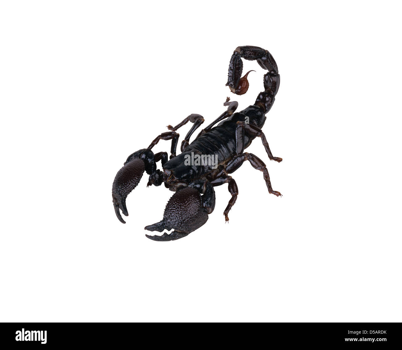 Scorpion Tattoo Banque D'image Et Photos - Page 3 - Alamy 1134_x_1300_jpg