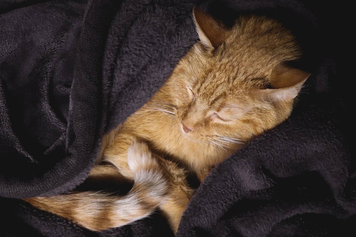 Chronic Kidney Disease in Cats: Causes, Symptoms, and Treatment Chronic Kidney Disease in Cats: Causes, Symptoms, and Treatment