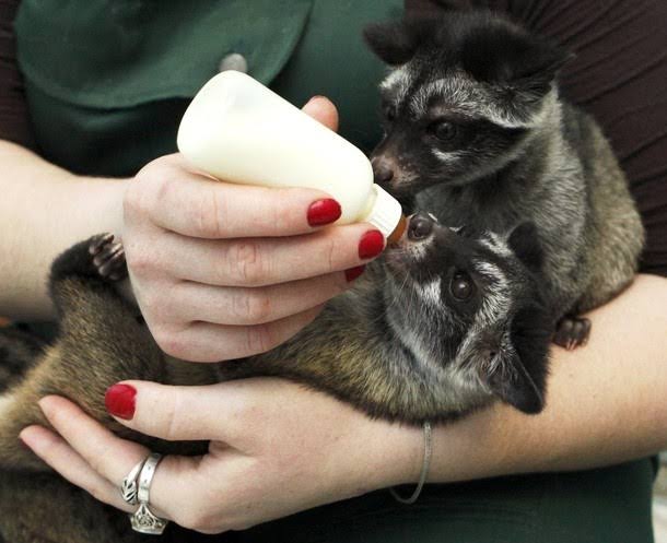 Begini 5 tips membeli dan memelihara musang dengan benar