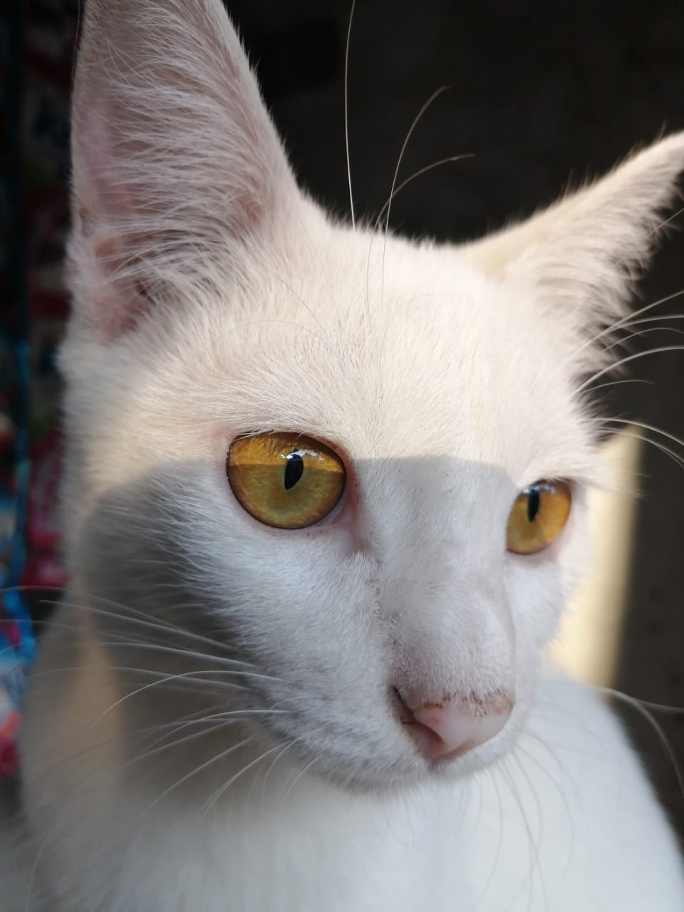 Nafsu makan kucing menurun? Lakukan 4 hal ini untuk memulihkannya