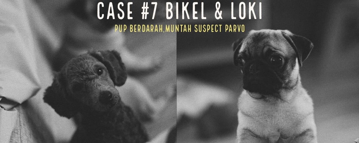 Anjing Berak Darah – Rio Farm