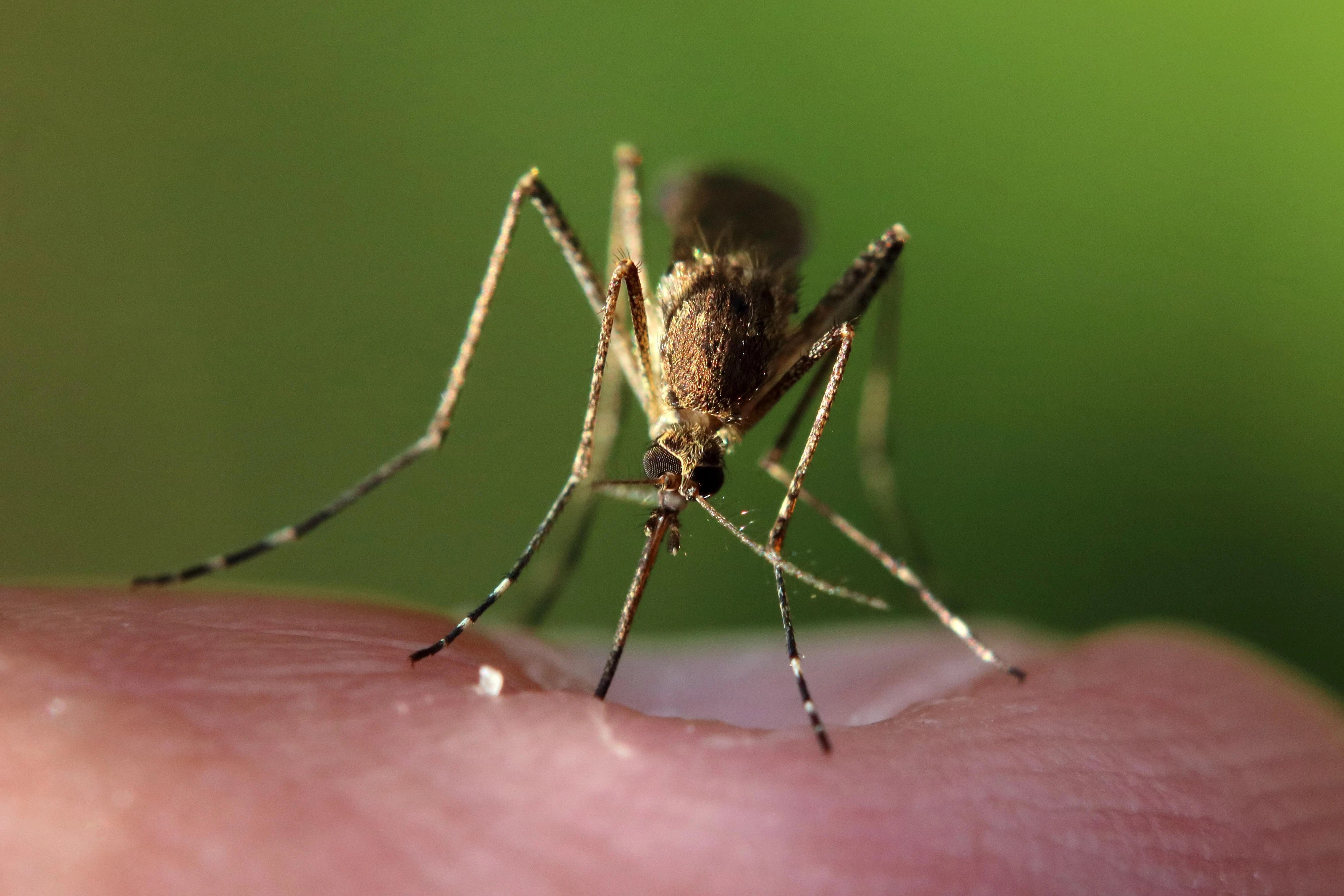Țânțarii devin o problemă. Epidemiolog: „România trebuie să se pregătească pentru boli asociate istoric cu zonele tropicale”