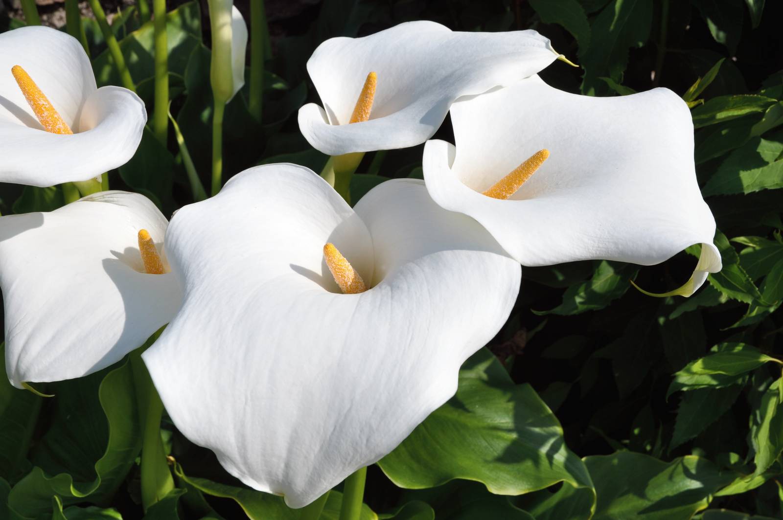 Calla, cura e coltivazione – Cose di Casa Calla, cura e coltivazione – Cose di Casa
