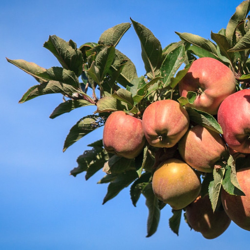 Orchard Robotics, an agtech startup using AI to solve farming’s data problem, raises M