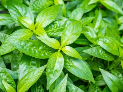 Daun Sambiloto untuk Diabetes, Apa Saja Manfaatnya? | Hello Sehat