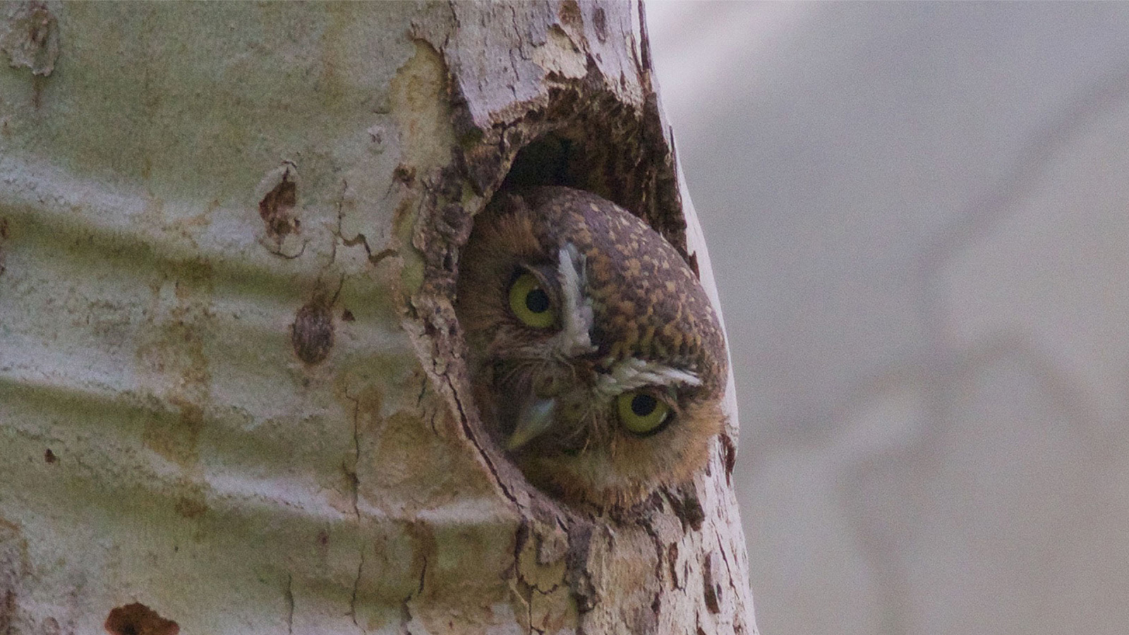 Meet The World S Smallest Toughest Owl Howstuffworks