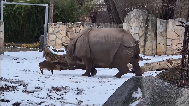 Watch: 13kg deer takes on 1.7-tonne rhino in extraordinary interaction
