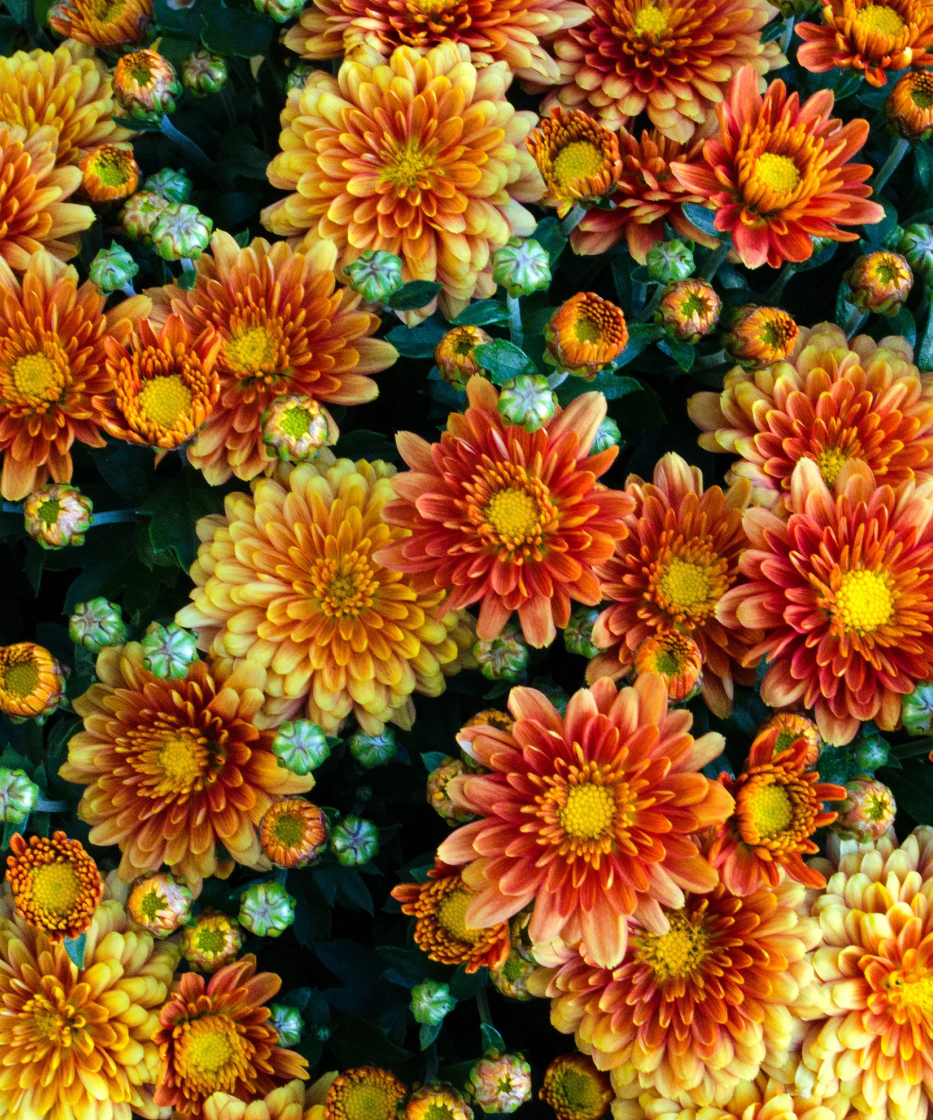 Chrysanthemums