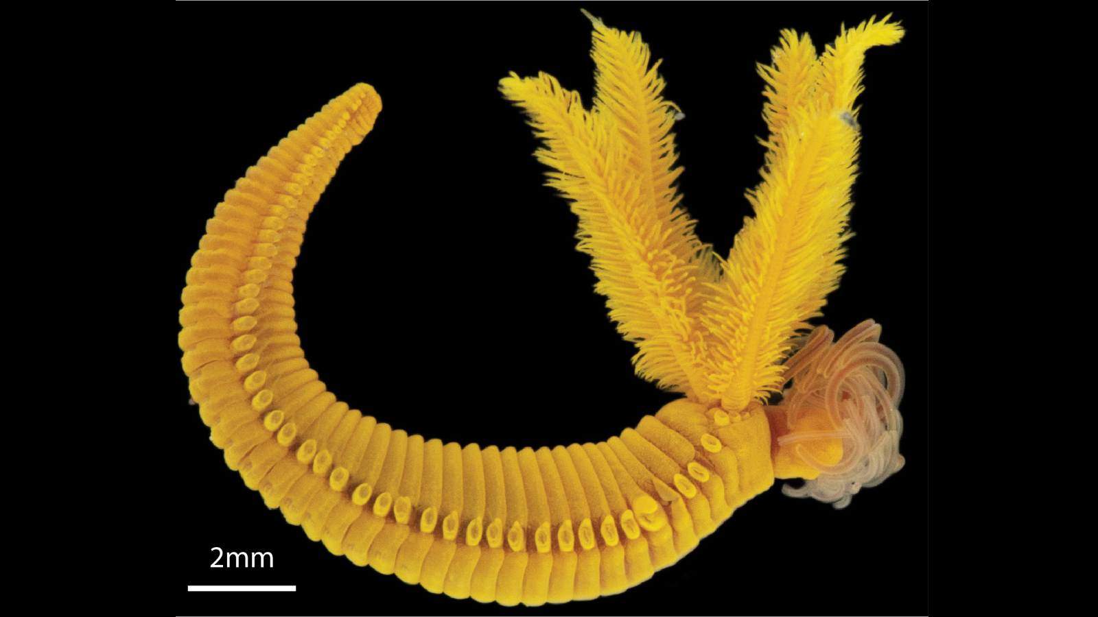 Discover Paralvinella hessleri: The Resilient Yellow Worm Thriving in Acidic Environments and Mastering Poison Resistance! Discover Paralvinella hessleri: The Resilient Yellow Worm Thriving in Acidic Environments and Mastering Poison Resistance!