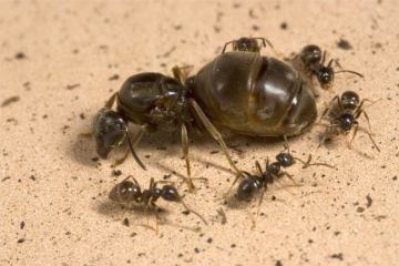 Ant queen gives birth to two different species