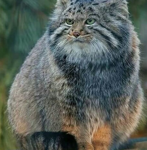 Top 32+ Images the most dangerous cat in the world Updated