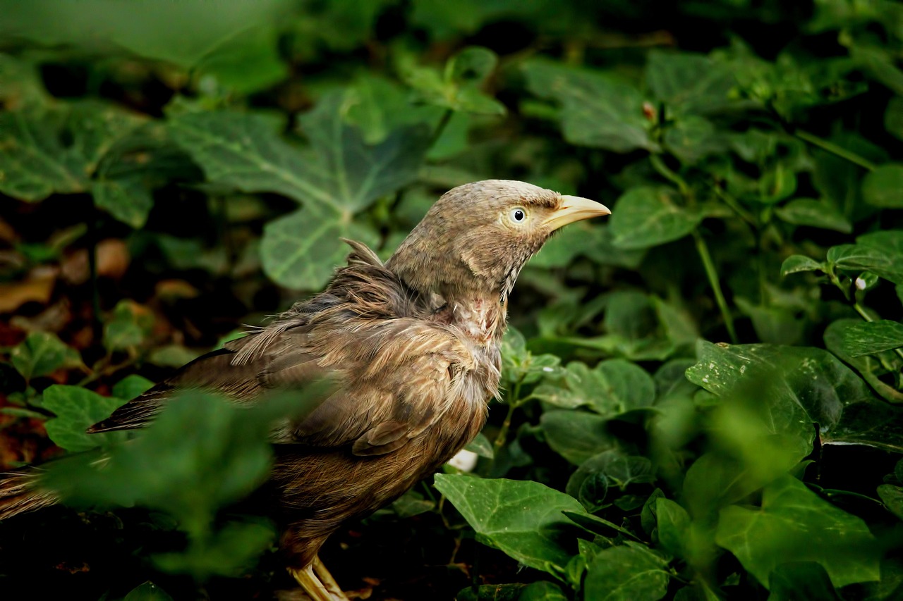 hidden bird