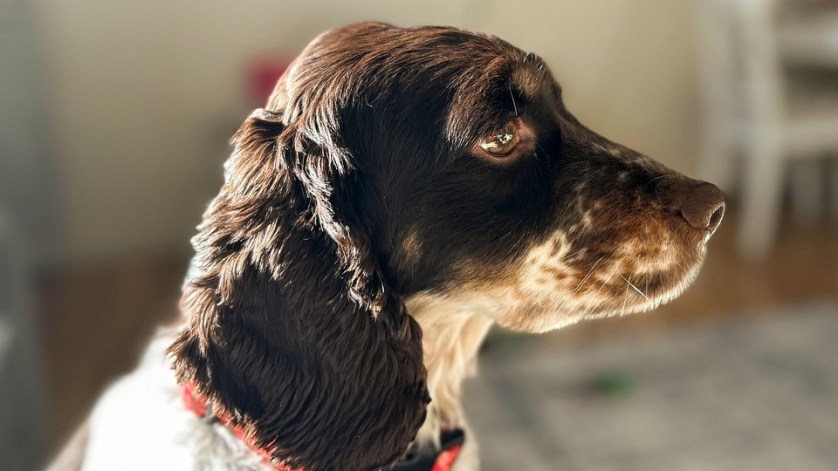 The Canine Code: A Whodunit of Paw-possessed Patent Problems