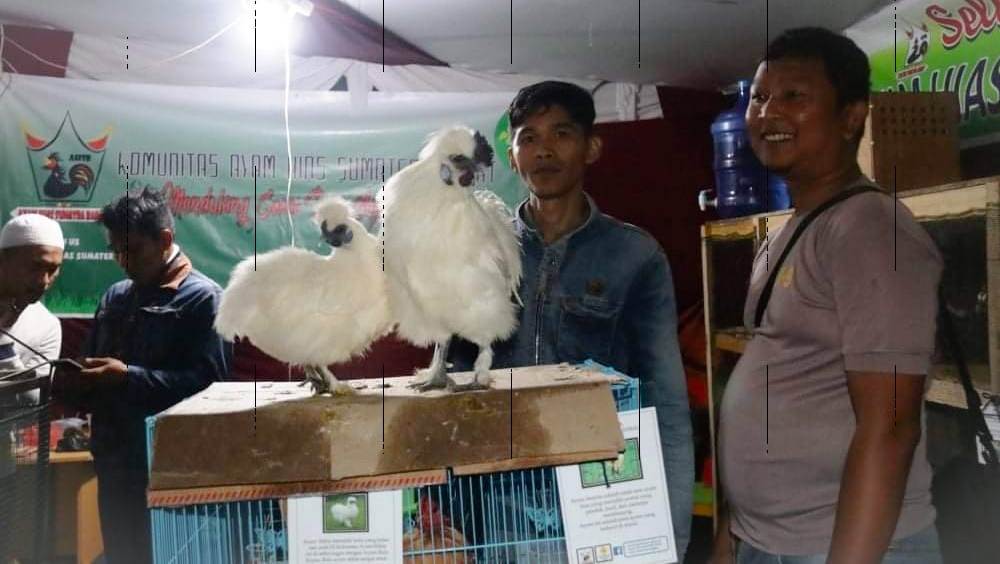 Beromset Jutaan Rupiah, Beternak Ayam Hias Jadi Usaha Menjanjikan di Tanah  Datar