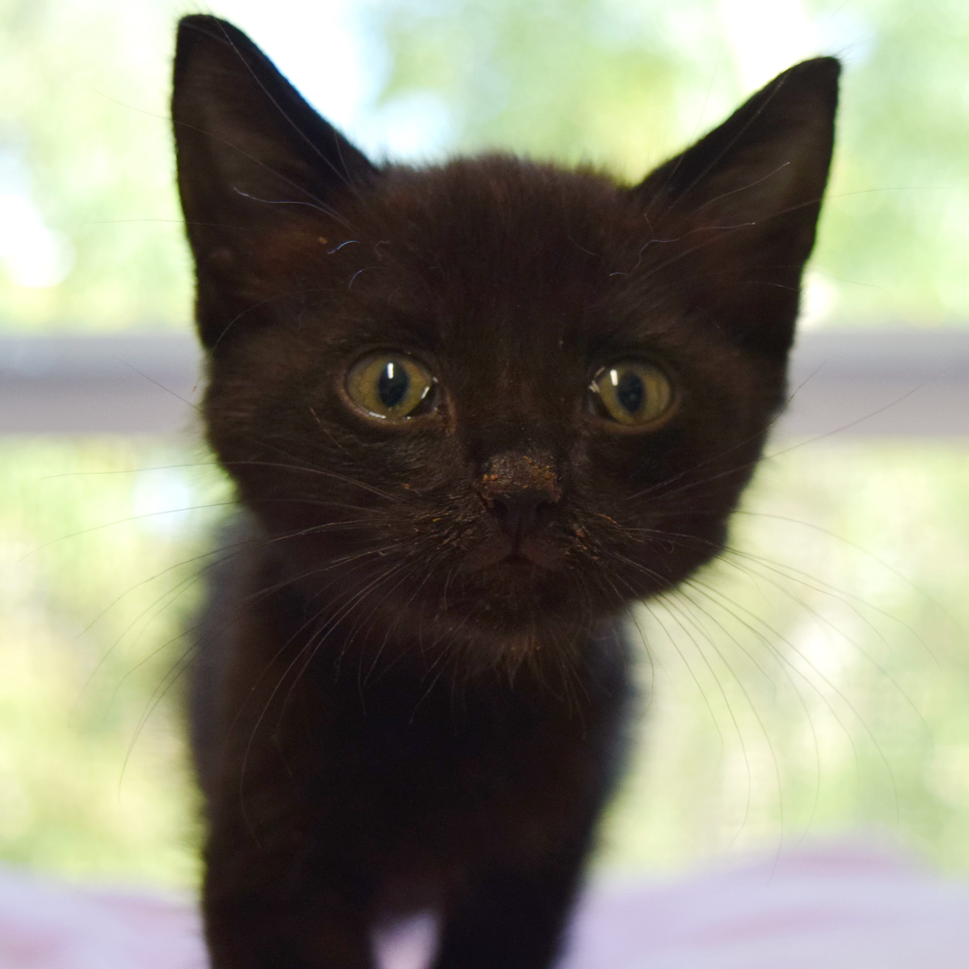 Adopt Cheryl Ann Today - Find Paw Pal Cheryl ann onlyfans