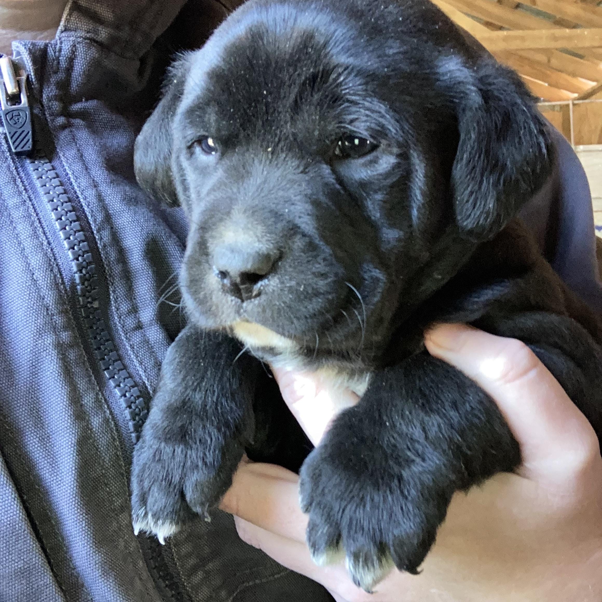 Big mac hindquarter pounder