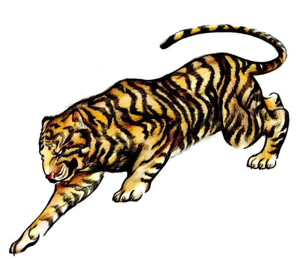 How To Draw A Tattoo-Style Tiger With Colored Pencils 523_x_600_jpg