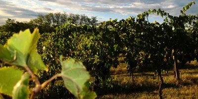 Wine From Azienda Agricola Calonga · Vinissimus 200_x_400_jpg
