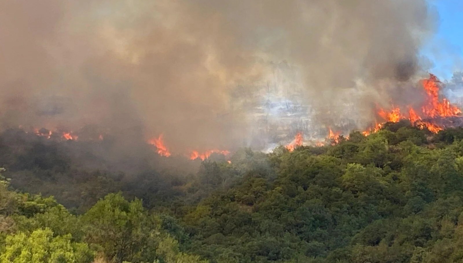Bursa, Kocaeli ve İzmir'de orman yangını