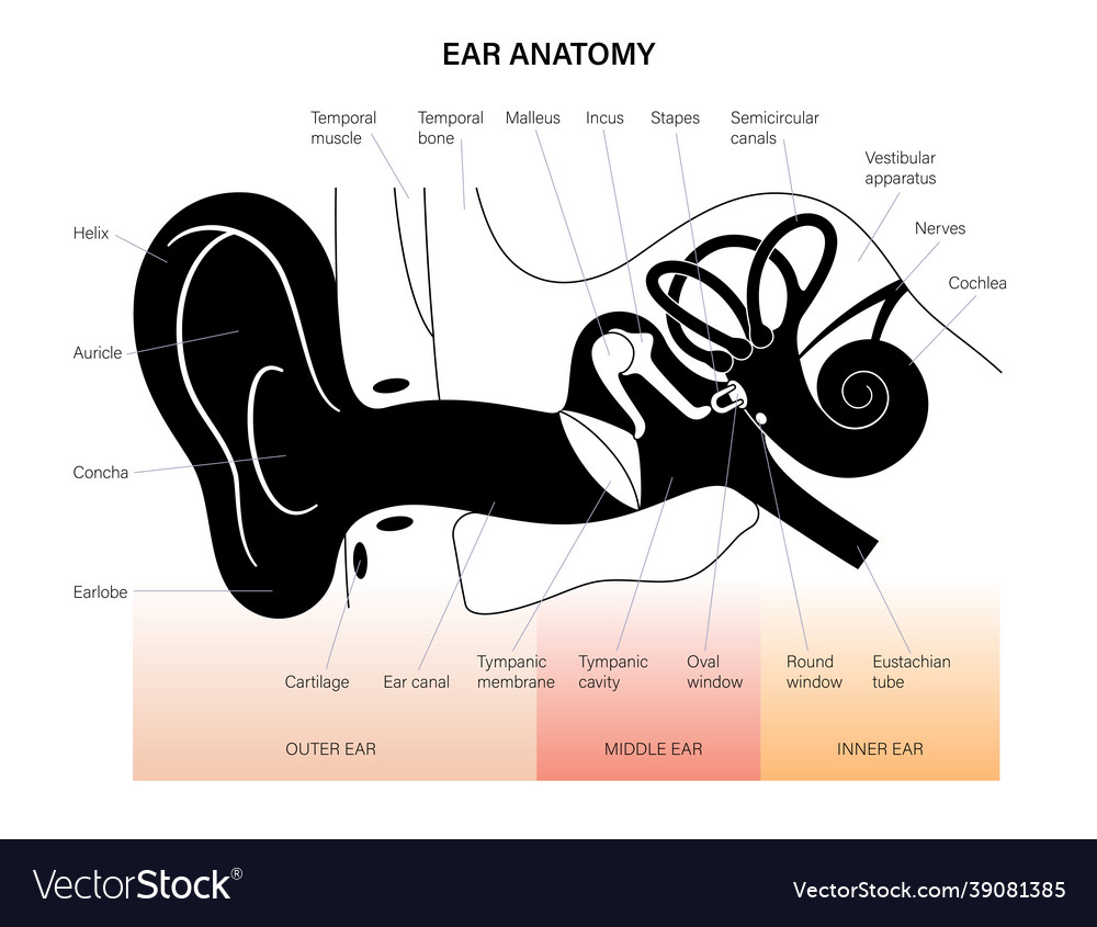 Ear Pinna Vector Images (95) Schéma de l'oreille