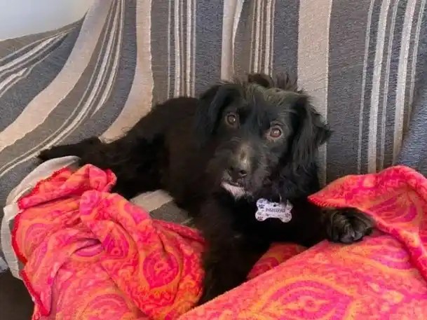 Rescataron a una perrita abandonada con problemas de salud en la zona sur que pudo ser adoptada