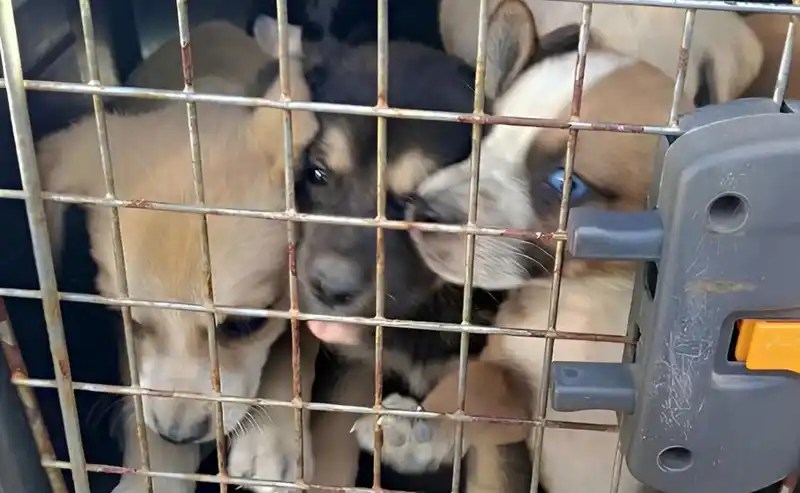 Rescataron a 13 perros que vivían en malas condiciones en zona norte