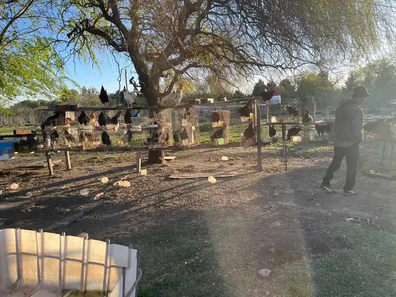Un allanamiento por violencia de género en zona norte terminó con el rescate de más de 60 aves
