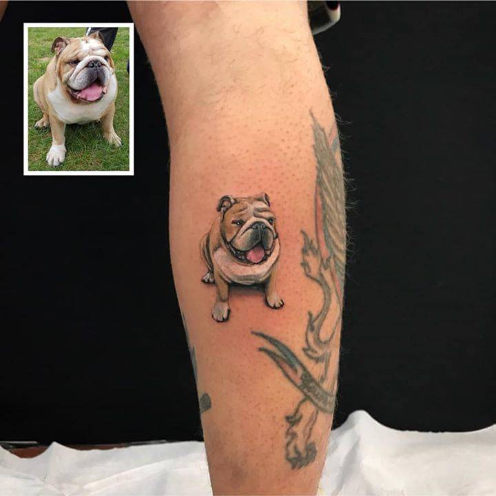 Il Primo Bulldog Inglese Del Club. Benvenuto! 720_x_720_jpg